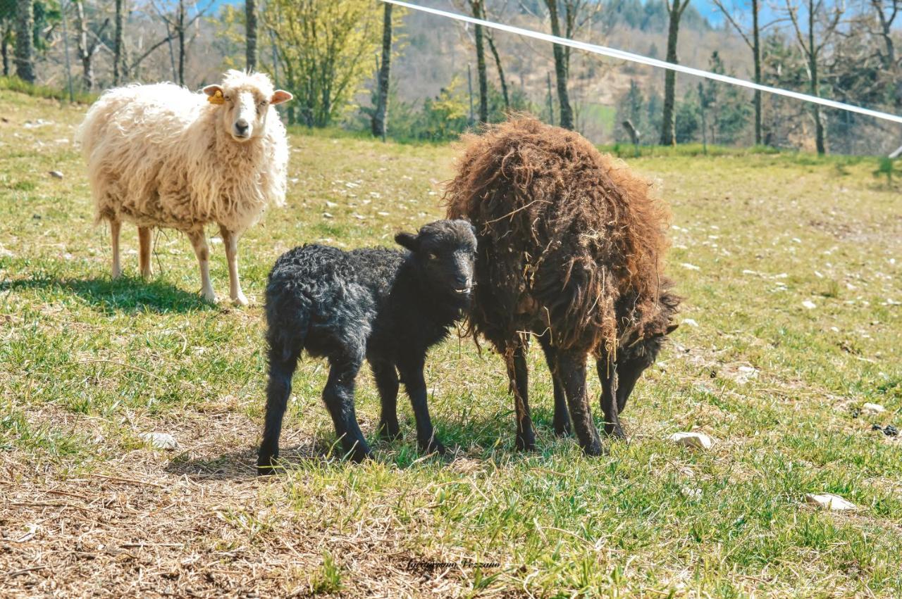 Agriturismo Vezzano Chiusi della Verna Eksteriør billede